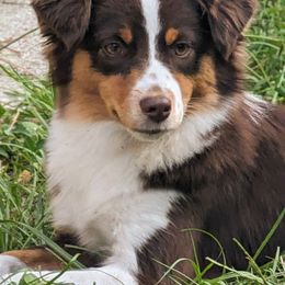 Flare - Miniature American Shepherd