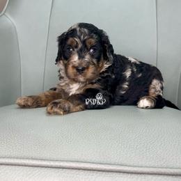 Taffeta - Blue merle female Assorted Doodle Crosses puppy in Lake Charles, Louisiana from Brandi’s Southern Doodles & Poodles, LLC