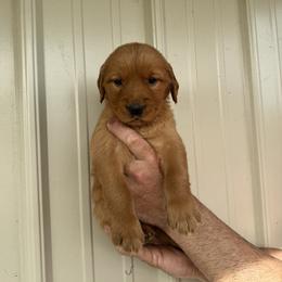 Boy 1 - Dark golden male Golden Retriever puppy in Arnaudville, Louisiana from Taylor Made Retrievers