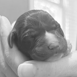 German Shorthaired Pointers from Oakley’s Shorthairs