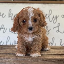 Cavapoo and Coton de Tulear Puppies from Big Gulch Puppies