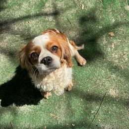Rosie - Cavalier King Charles Spaniel