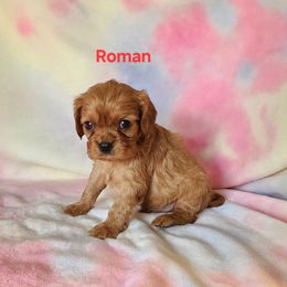 AKC ROMAN - Ruby male Cavalier King Charles Spaniel puppy in Joplin, Missouri, Missouri from HOL-A-DA CAVALIERS