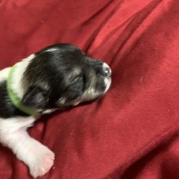 Miniature Schnauzer Puppies from Circle R Ranch