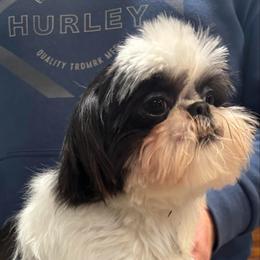 Scout - Shih Tzu