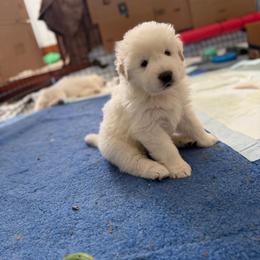 Boy Blue - White male Maremma Sheepdog puppy in Cochecton, New York from Wildsong Farm