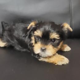 LILY - Black and tan female Yorkshire Terrier puppy in Chickasha, Oklahoma from SISSYS YORKIES