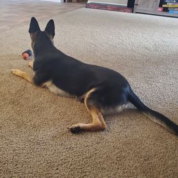 German Shepherd All Grown Up from Rust N Dust Kennels