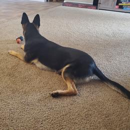 German Shepherd All Grown Up from Rust N Dust Kennels