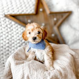 Walnut - Apricot male Goldendoodle puppy in Springville, Utah from Happy Doodle