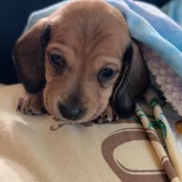 Chip - Red female Dachshund puppy in Mountain Home, Arkansas from Wood's miniature Dachshunds