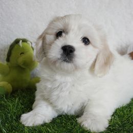 Coton de Tulear Puppies from Buttercup Cotons of Texas