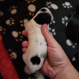 Shih Tzu Puppies from Wallace Babies