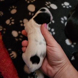 Shih Tzu Puppies from Wallace Babies