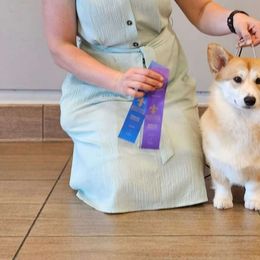 Yana - Pembroke Welsh Corgi