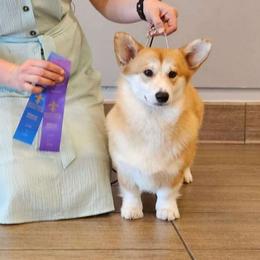 Yana - Pembroke Welsh Corgi