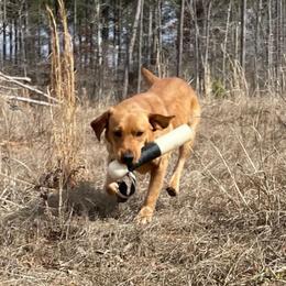 Rory - Labrador Retriever
