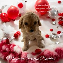 Little Penny's Magenta Girl - Apricot female Cavapoo puppy in Lavon, Texas from Magnolia Prairie Doodles