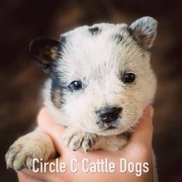 Boy 2 - Blue male Australian Cattle Dog puppy in Blackfoot, Idaho from Circle C Australian Cattle Dogs