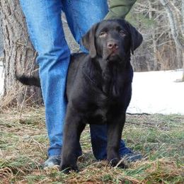 Labrador Retriever and Redbone Coonhound Puppies from Rimfire Kennels