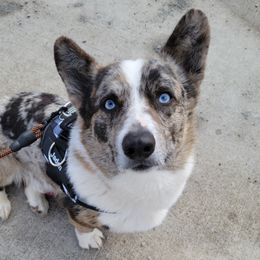 Jaden - American Corgi