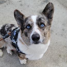 Jaden - American Corgi
