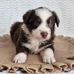Rally - Red tri-color female Australian Shepherd puppy in Mountain Grove, Missouri from K Bar H Farms