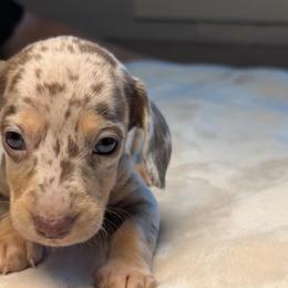 Grahm - Dapple male Dachshund puppy in Waddell, Arizona from The Bearded Companions