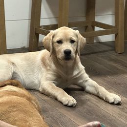Pink Collar - Yellow Labrador Retriever puppy in Vero Beach, Florida from Southern Sunshine Labradors