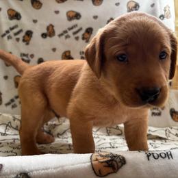 Clubs - Yellow male Labrador Retriever puppy in Melrose, New Mexico from ECMO Farm Dalmatians & Labrador Retrievers