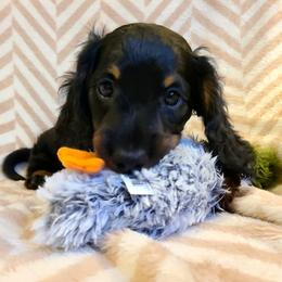 Aspen, boy - Black and tan male Dachshund puppy in Waynesboro, Tennessee from Owl Hollow Farm Miniature Dachshunds