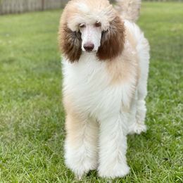 Bernedoodle and Goldendoodle Puppies from Cottrell’s Poodles & Doodles