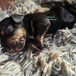 Black and tan female 3000 - Black and tan female Dachshund puppy in Herald, California from Bluegum Dachshunds