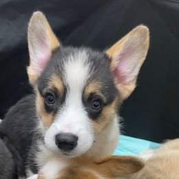 Harvey - Black and tan male Pembroke Welsh Corgi puppy in Clear Spring, Maryland from Rose Petal Farm