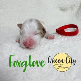 Foxglove - Red merle male Australian Shepherd puppy in Falmouth, Kentucky from Queen City Farm