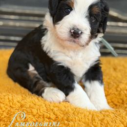 Lamborghini - Tri-color male Bernedoodle puppy in Henry, Illinois from Rowe Farms Doodles