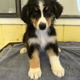 Australian Shepherd Puppies from Al Sira Australian Shepherds