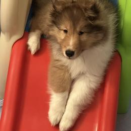 Shetland Sheepdog Puppies from Stone Oak shelties