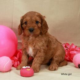 White Girl Cavadoodle - Red phantom female Assorted Doodle Crosses puppy in Colonial Beach, Virginia from Bristol Mine Kennels