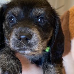 Ireland/light green collar - Black and cream Dachshund puppy in Great Bend, Pennsylvania from Dashing Doxies