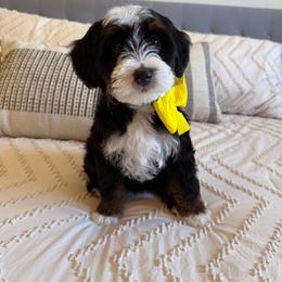Gold - Tri-color female Bernedoodle puppy in Weston, Idaho from Berne n Doodles