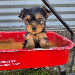Harley - Blue and gold male Yorkshire Terrier puppy in Monticello, Iowa from Ashley’s Puppies