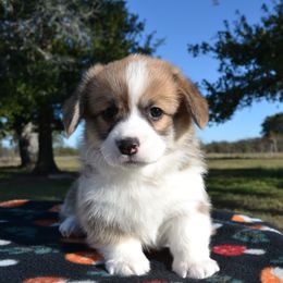 Nala - Red female Pembroke Welsh Corgi puppy in Edna, Texas from MG Corgis
