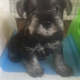 Miniature Schnauzer Puppies from Montage Miniature Schnauzers