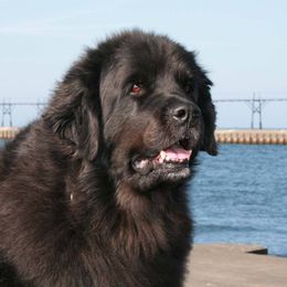 Newfoundlands from Glenauldyn Newfoundlands