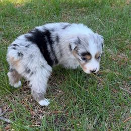 BMM2 - Blue merle male Australian Shepherd puppy in Manchester, Iowa from Lone Willow Aussies