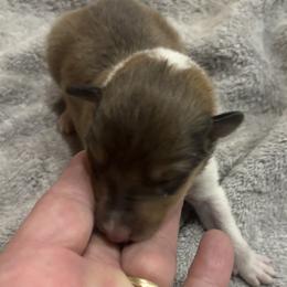 Boy 1 - Collie puppy from Collie Campo