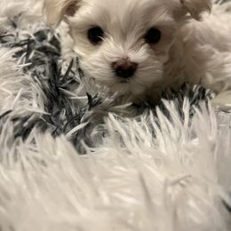 Maltese Puppies from Tiny Dancer Li'l Ones
