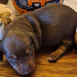 AKC Jack-O-Lantern mini Chocolate and tan Dachshund - Chocolate and tan male Dachshund puppy in Las Cruces, New Mexico from The Dachshund Den