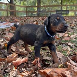 Atlas - Black and rust male Doberman Pinscher puppy in Toney, Alabama from Bhon Mhuir Dobermanns